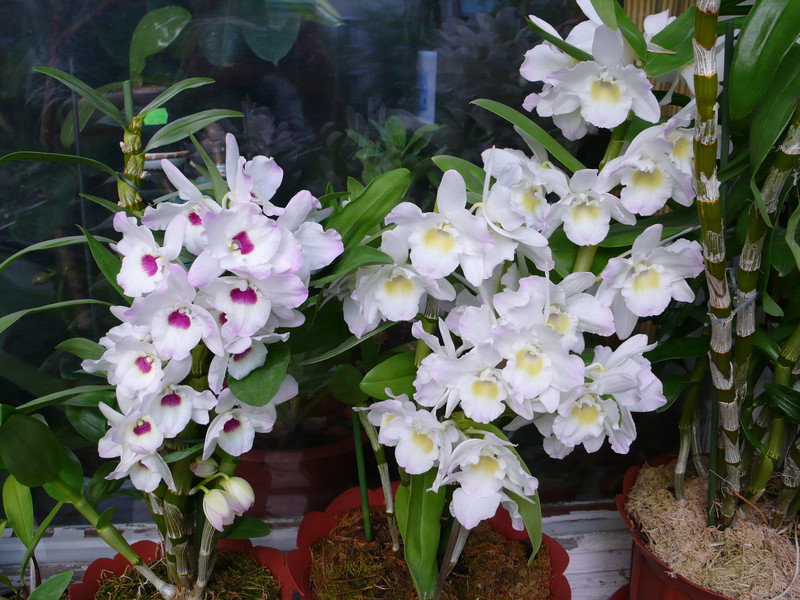 Перечень теплолюбивых видов орхидей