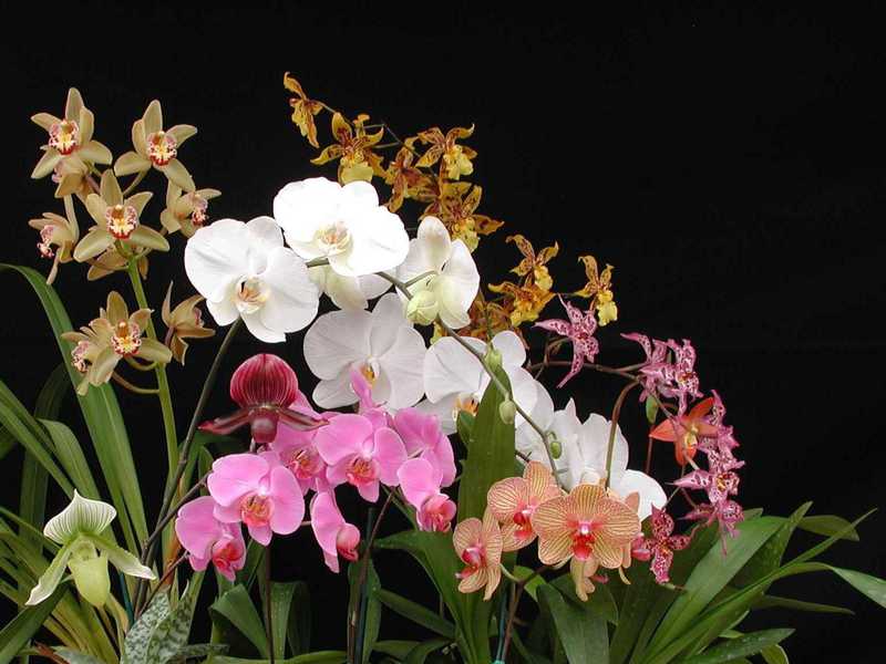 Описание холодолюбивых видов орхидей