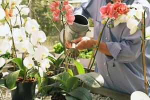 Советы опытных цветоводов, как правильно поливать орхидеи дома