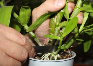 Принцип вегетативного размножения орхидеи