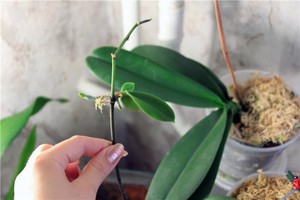 Методы ухода за орхидеями после цветения
