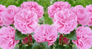Описание парковой канадской розы, сортов квадра и эксплорер правила размножения и выращивания, фото