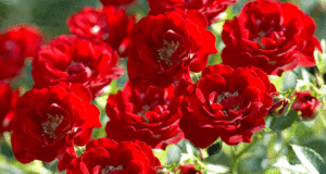 Роза Аделаид Худлесс в цвету - яркие красные бутоны