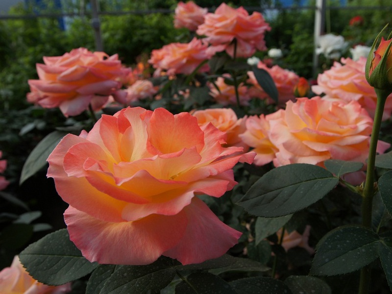 Корнесобственные розы - желто-оранжевые бутоны покоряют.