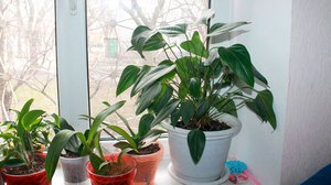 Антуриум - одно из горшечных растений для дома