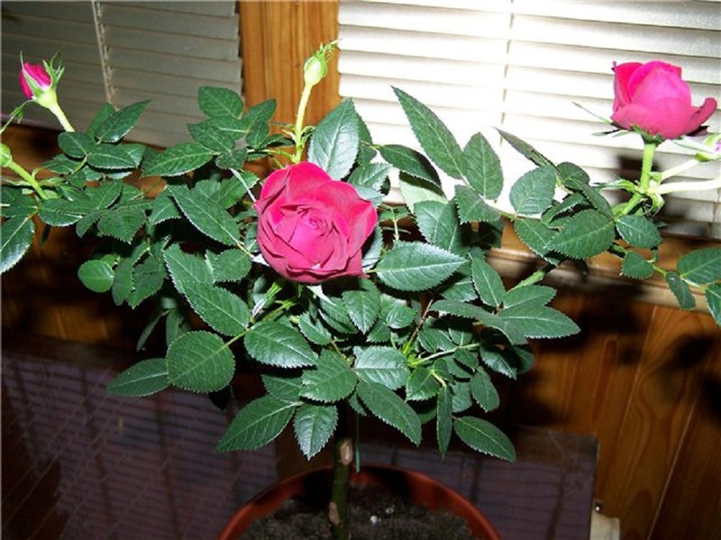 Особенности освещения для комнатных роз в домашних условиях