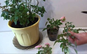 Способы адаптации комнатных роз к домашним условиям