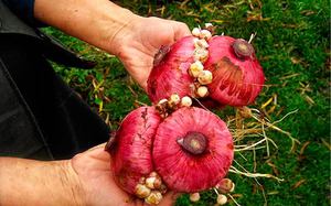 Нюансы выращивания гладиолусов из клубнелуковиц в открытом грунте весной