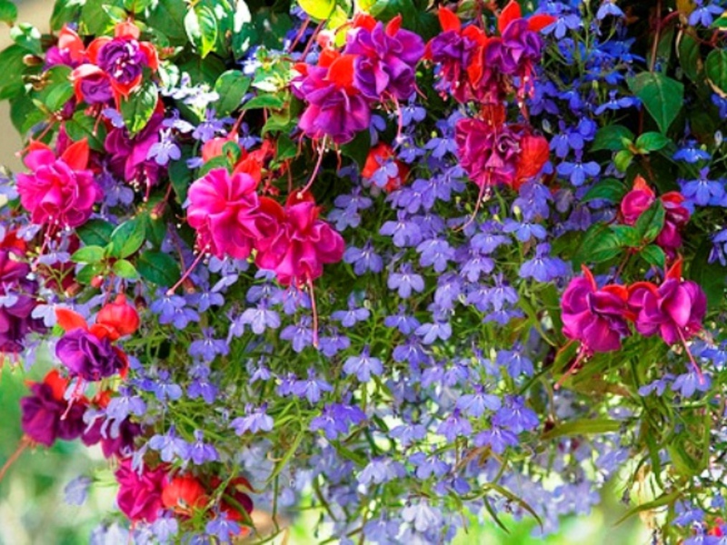 Фуксия - прекрасные цветы