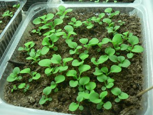 Агератум - необычно красивое растение