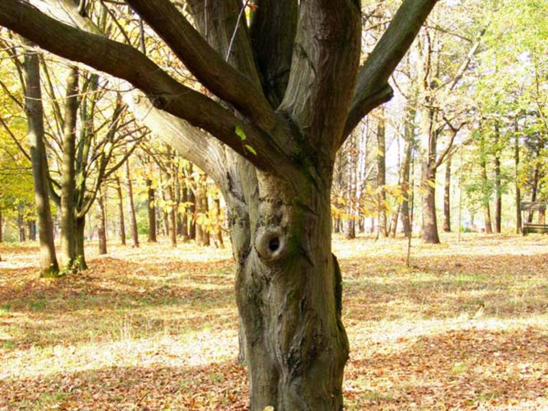 Дерево граб и его древесина