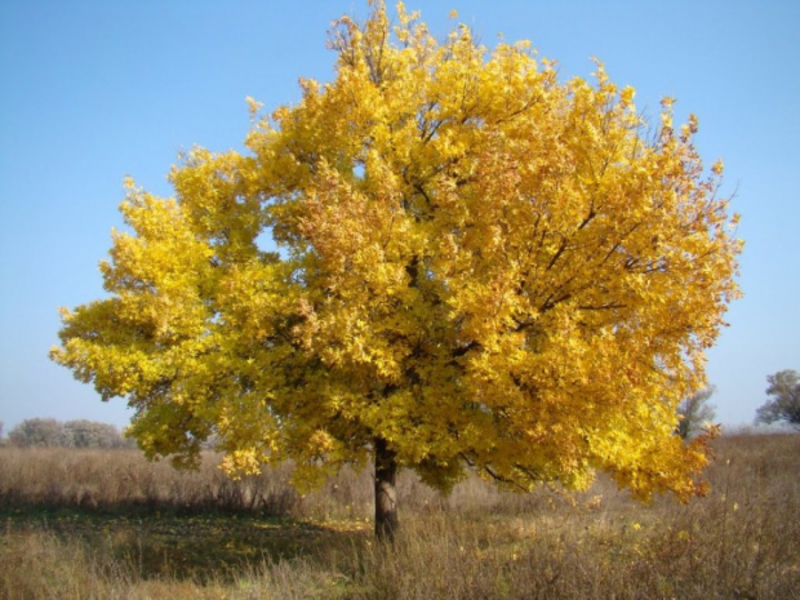 Описание дерева ясень