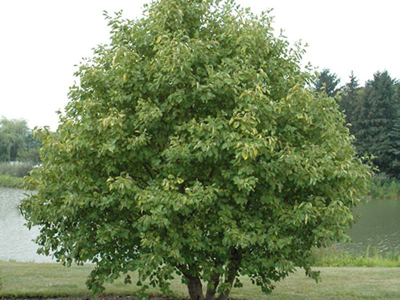 Ольха - европейское красное дерево