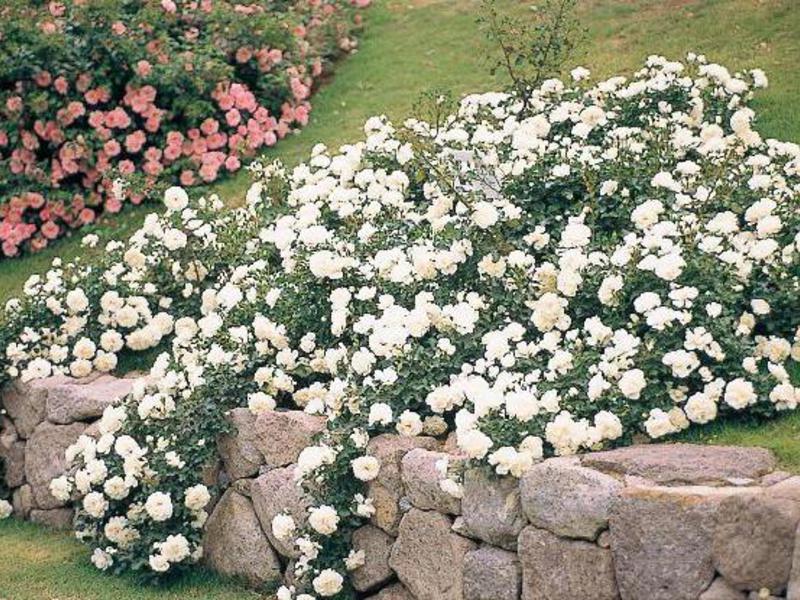 Почвопокровные розы: популярные зимостойкие сорта, цветущие всё лето, посадка и фото ландшафтного дизйна