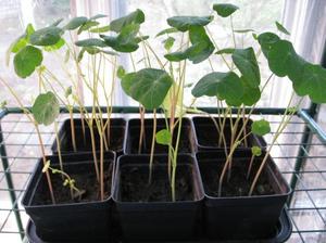 Нюансы выращивания настурции из семян в домашних условиях