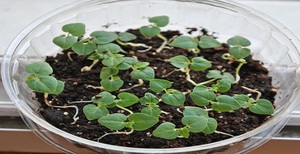 Нюансы выращивания растения абутилона из семян в домашних условиях