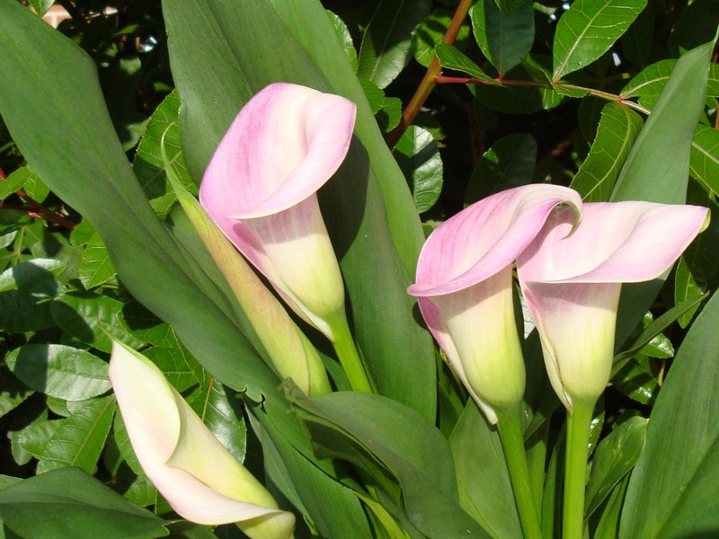 Разновидности цветка каллы