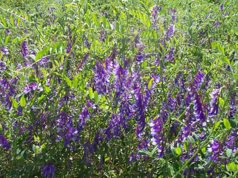 Сине-фиолетовый цветок люцерны