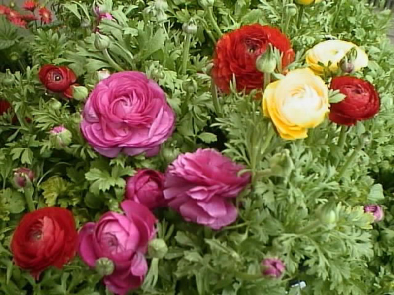 Разновидности цветка лютики