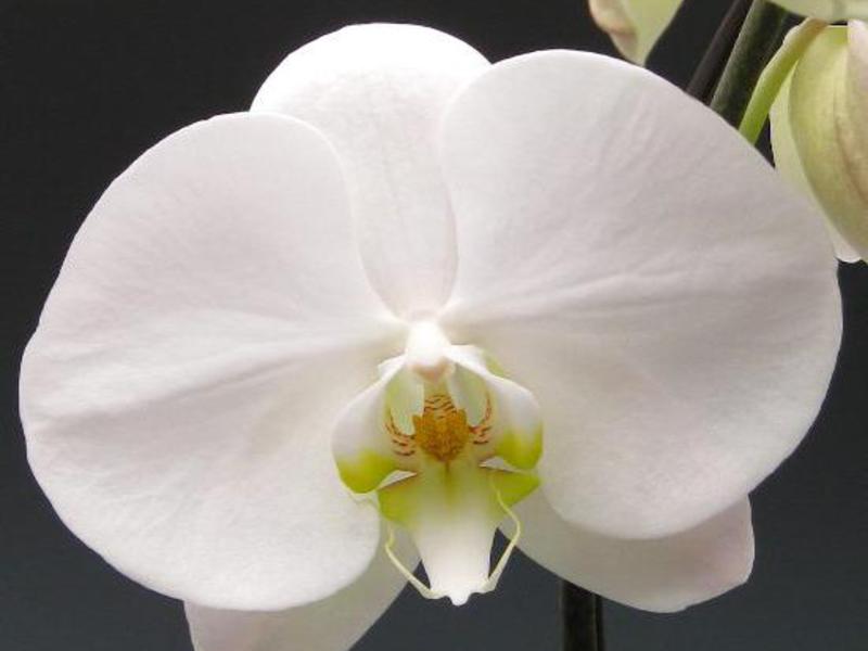 Как нужно пересаживать орхидею