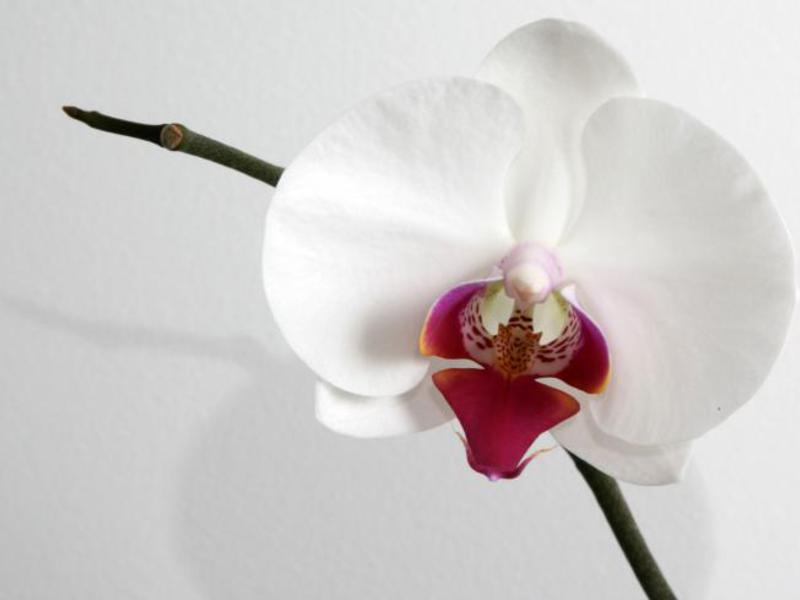 Расцветки орхидей