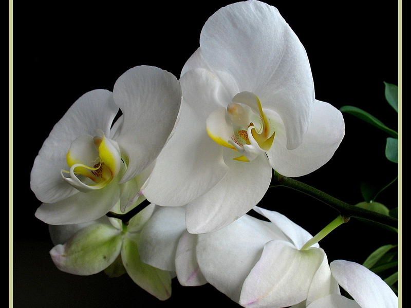Орхидея комнатный цветок 