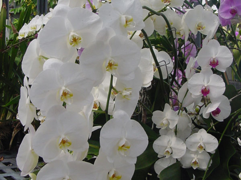 Популярность орхидеи непререкаема и постоянна