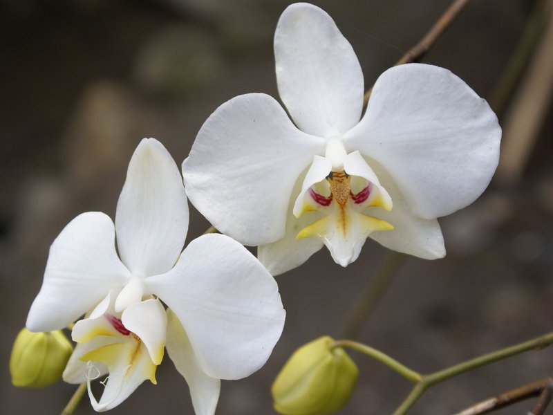 Как долго цветет орхидея
