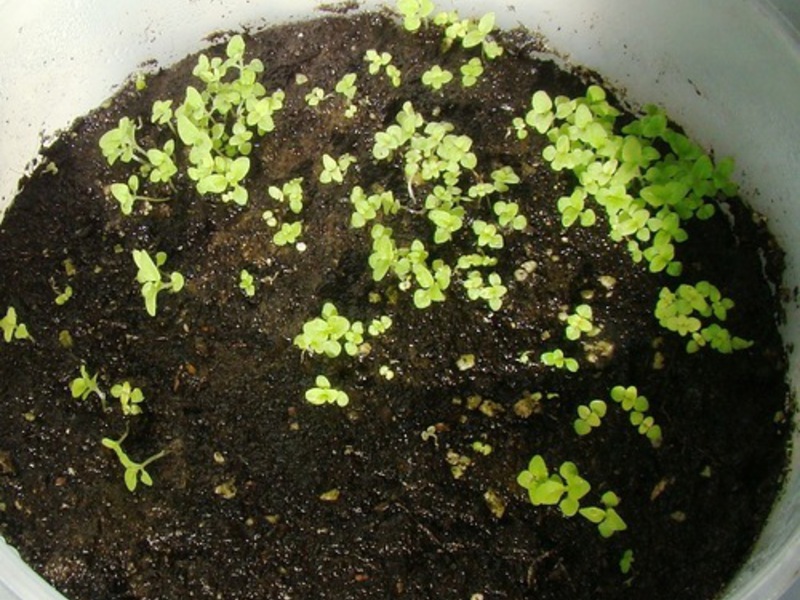 Семена растения кальцеолярия
