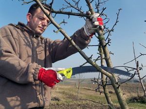 Советы опытных садоводов, как правильно обрезать яблони весной