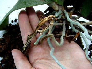 Описание причин перегрева корневой системы орхидей