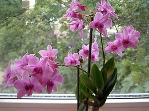 Популярные виды орхидеи Дендробиум названия и фото, выращивание в домашних условиях, способы