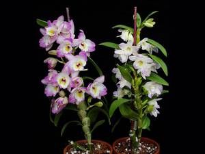 Популярные виды орхидеи Дендробиум названия и фото, выращивание в домашних условиях, способы
