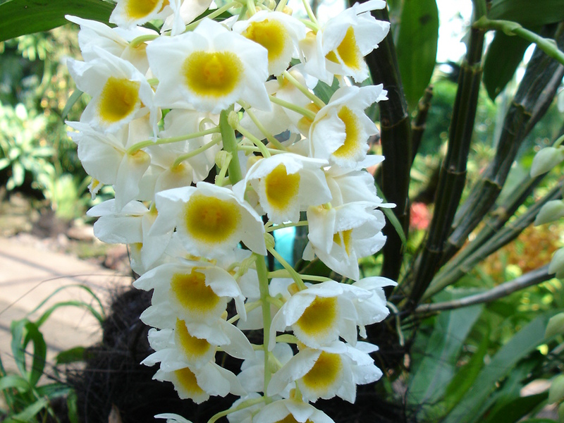 Особый сорт орхидеи