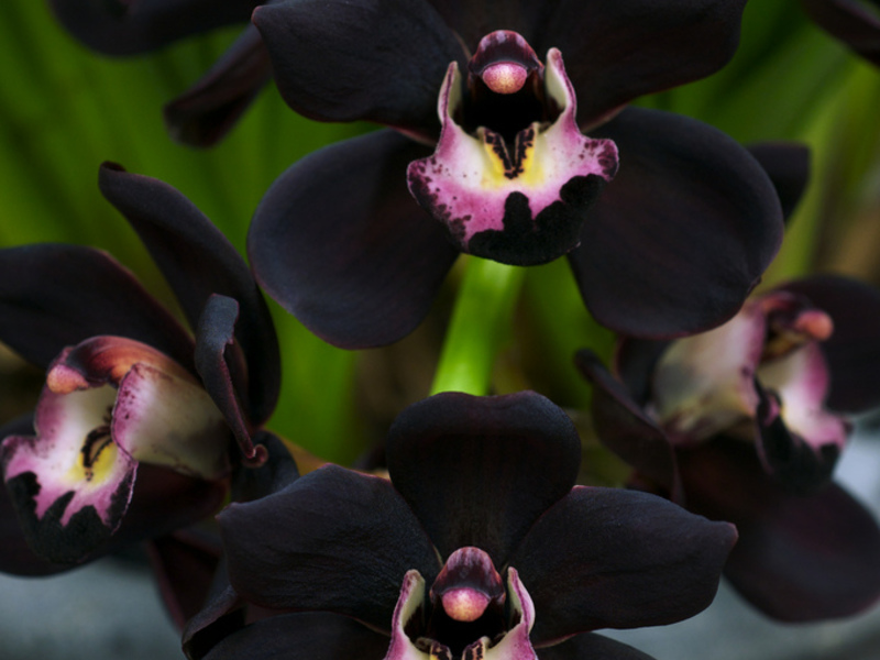 Орхидеи - секреты ухода