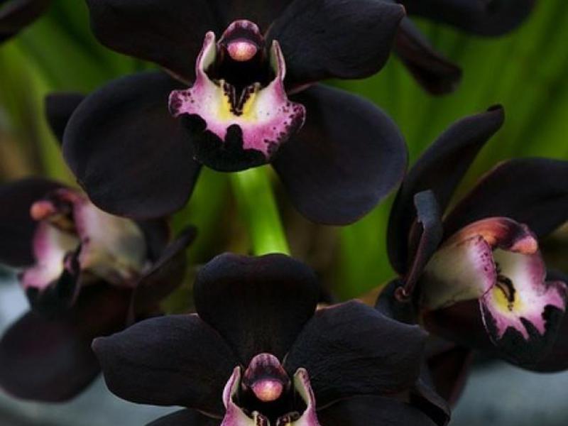 Виды черной орхидеи