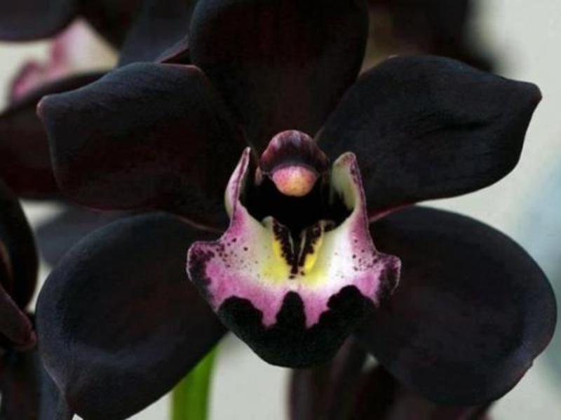 Описание цветка черной орхидеи