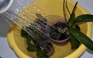 Описание способов полива орхидей в домашних условиях
