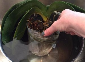 Правила полива орхидей методом погружения в воду