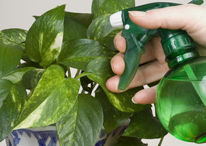 Заметка цветоводу: как бороться с белокрылкой на комнатных растениях