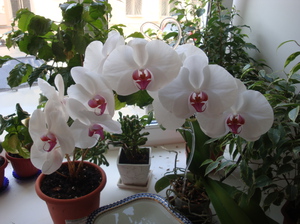Как выращивать орхидеи в домашних условиях рекомендации по уходу за растением