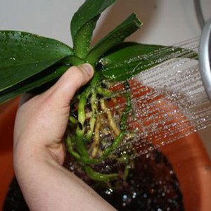Как поливается орхидея