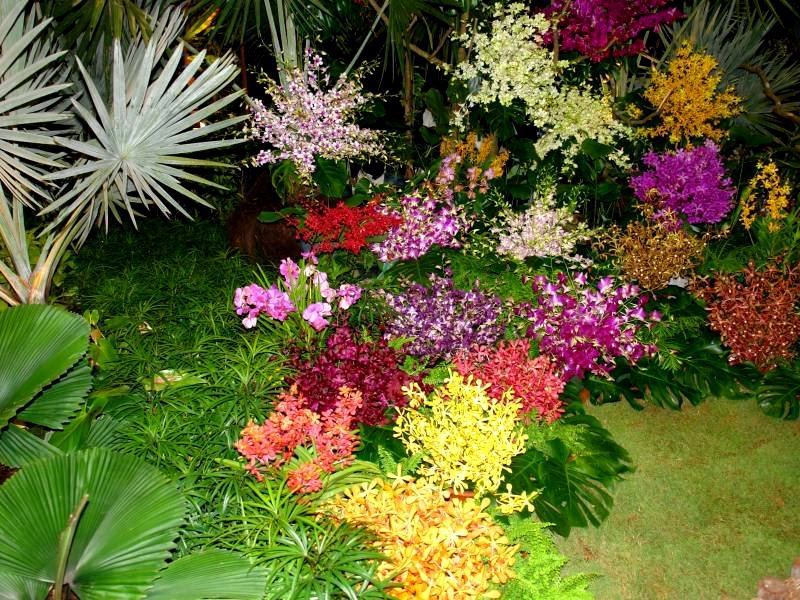 Разновидности цветок для дачи