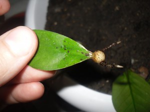 Размножение замиокулькаса: листом и другими способами