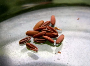 Особенности выбора семян герани и подготовка их к посадке
