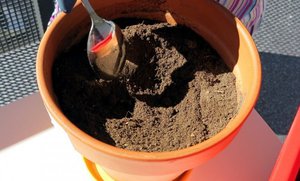 Нюансы выбора ёмкости и подготовки почвы для пересадки фикуса