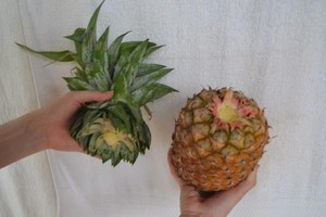 Способ выбора и подготовки материала для посадки ананаса