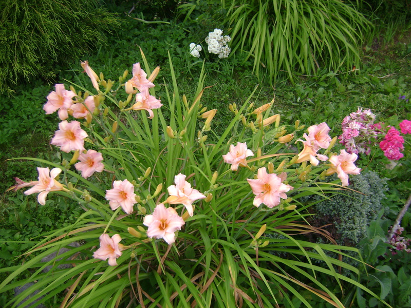 Внешний вид цветков лилейников Маргарет Пери