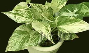  Epipremnum aureum - домашнее растение на фото