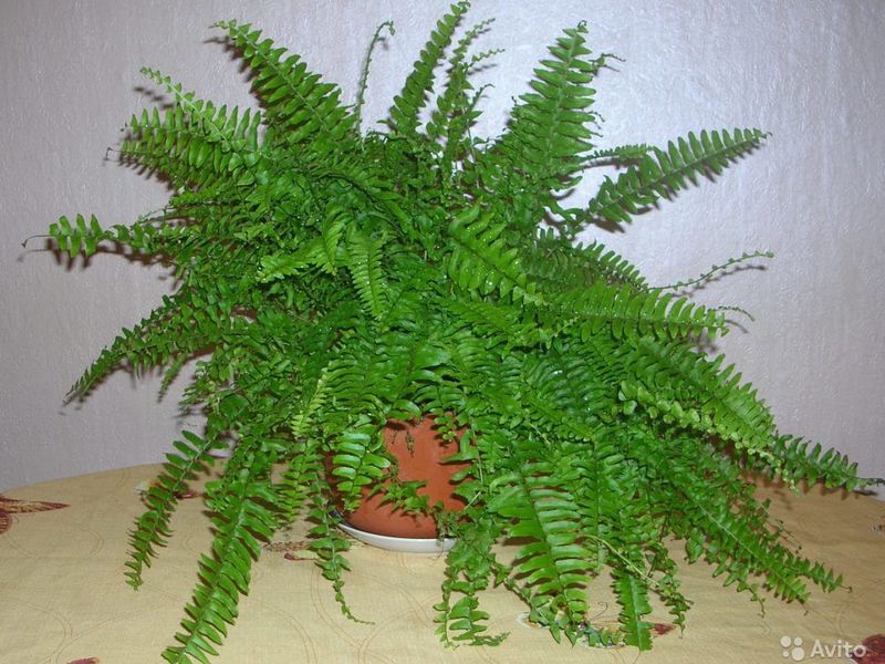 Растение папоротник может содержаться в горшке в квартире.